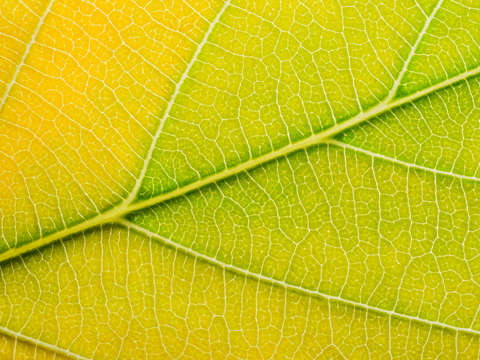 Autumn leaf 9