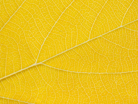 Autumn Leaf