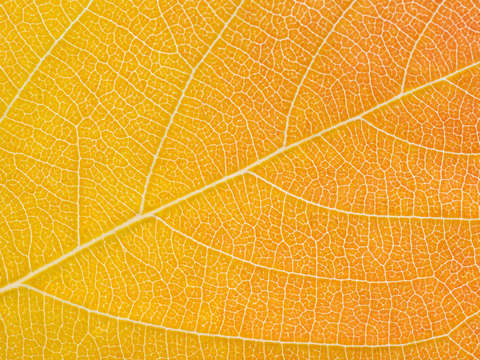 Autumn Leaf