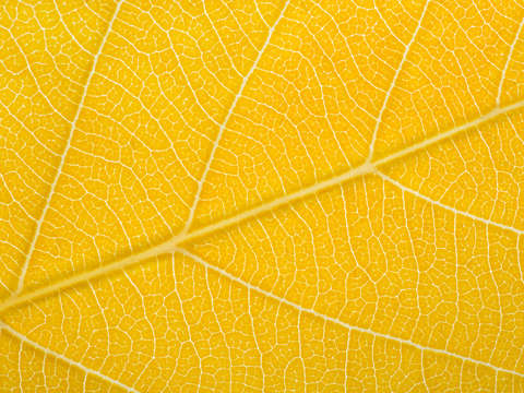 Autumn Leaf