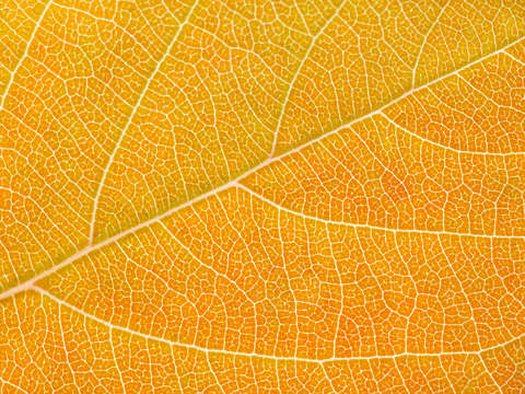 Autumn Leaf