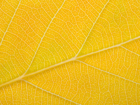 Autumn Leaf