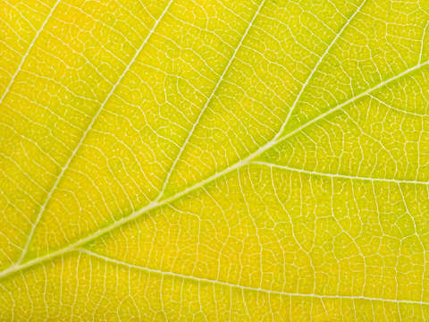 Autumn Leaf