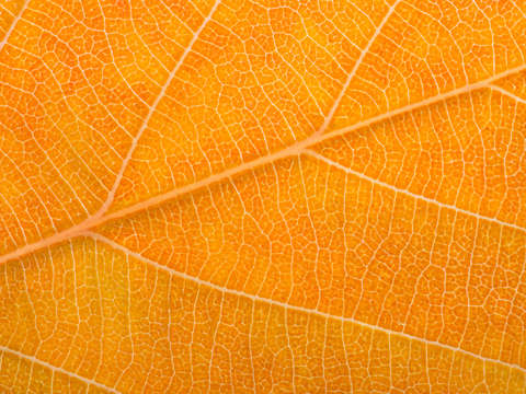 Autumn leaf 16