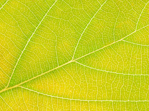 Autumn Leaf
