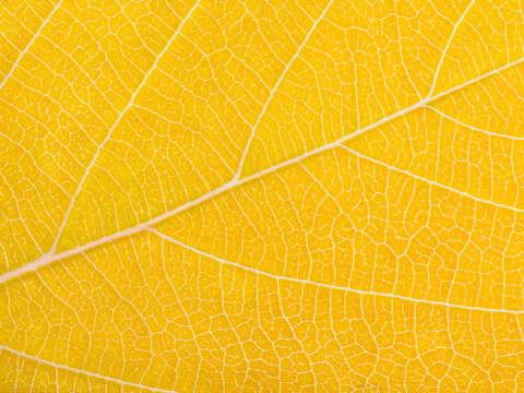 Autumn leaf 18