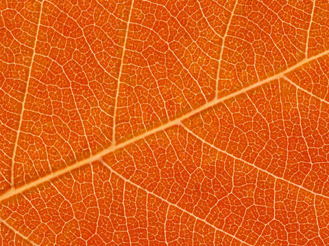 Autumn Leaf
