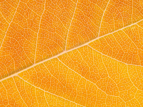 Autumn leaf 20