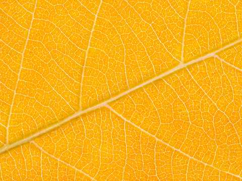 Autumn Leaf