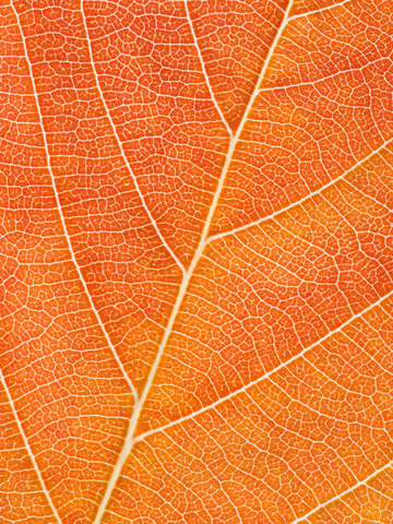 Autumn leaf 22