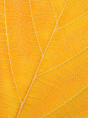 Autumn leaf 23