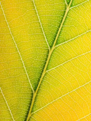Autumn Leaf