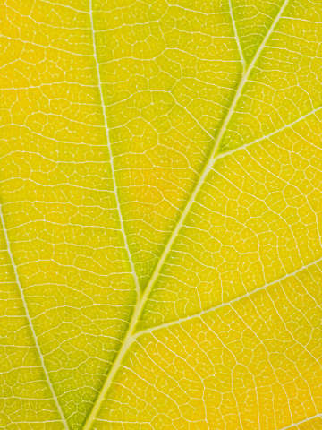 Autumn leaf 25