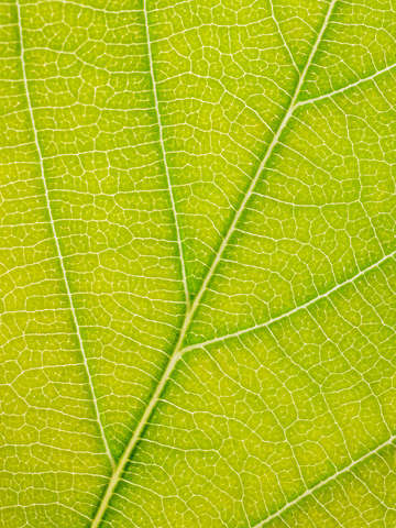 Autumn leaf 26
