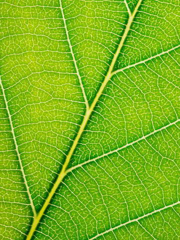 Autumn leaf 27