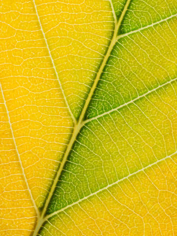 Autumn Leaf
