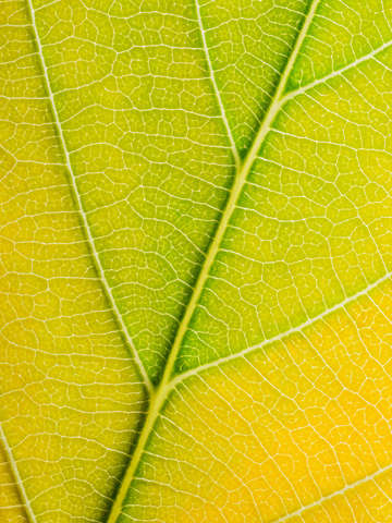 Autumn leaf 29
