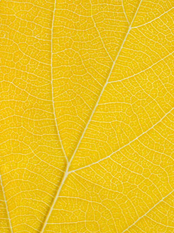 Autumn Leaf