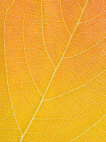 Autumn Leaf
