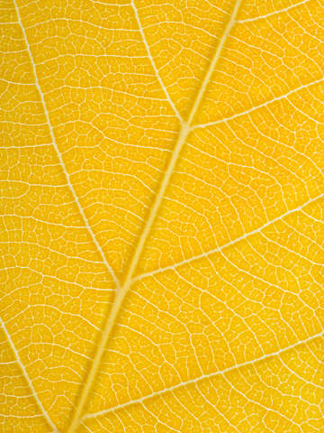 Autumn Leaf