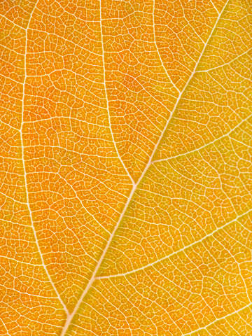 Autumn Leaf