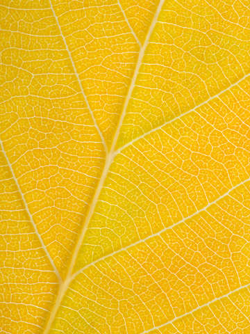 Autumn Leaf