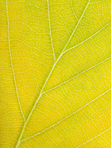 Autumn Leaf