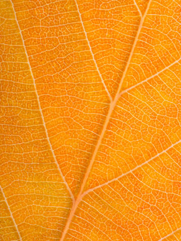 Autumn Leaf