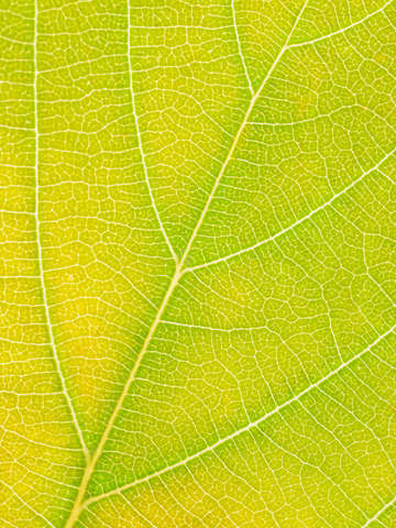 Autumn Leaf