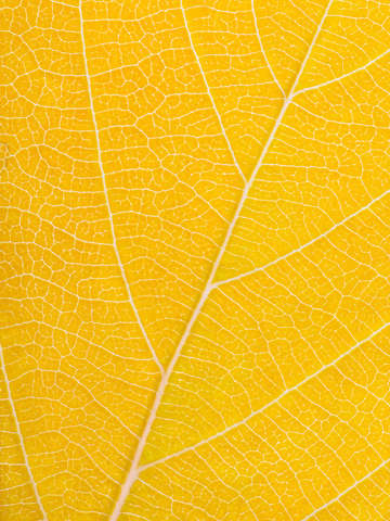 Autumn leaf 38