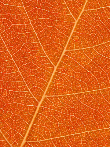 Autumn Leaf