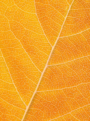 Autumn leaf 40