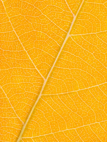 Autumn Leaf