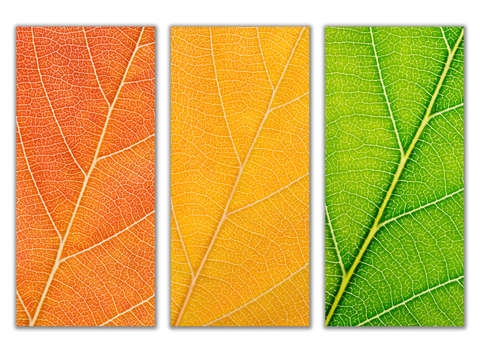 Autumn leaves 7