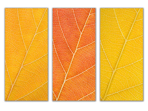 Autumn leaves 8