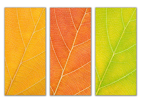 Autumn Leaves