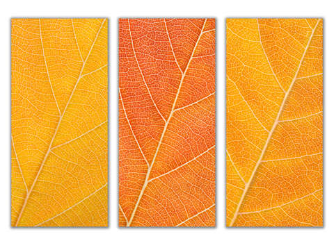 Autumn Leaves