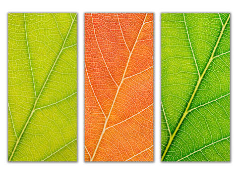 Autumn Leaves