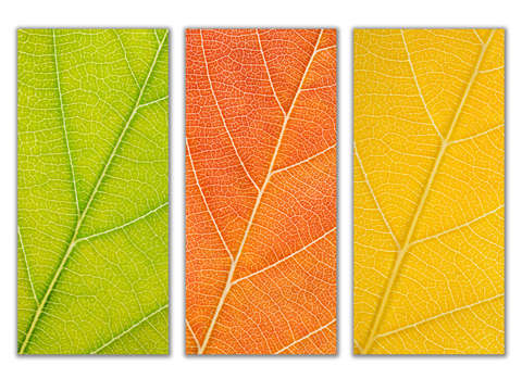 Autumn Leaves