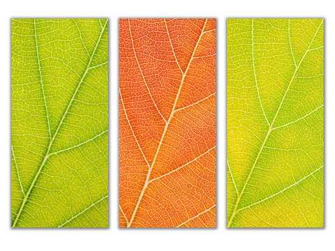 Autumn Leaves