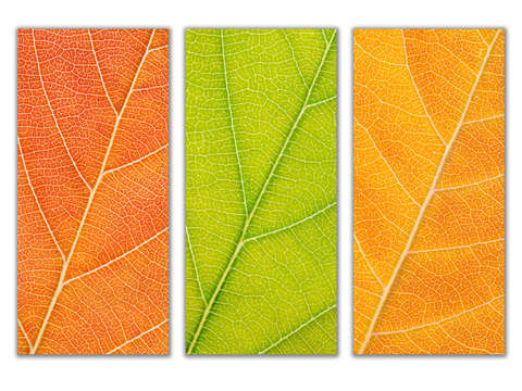 Autumn leaves 14