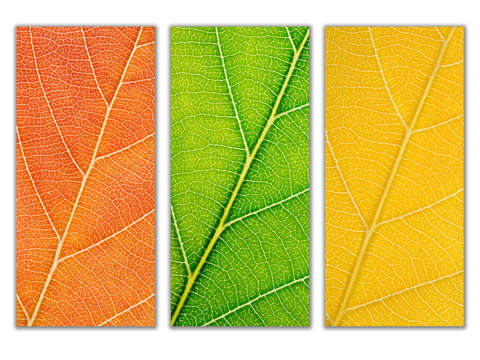 Autumn leaves 15