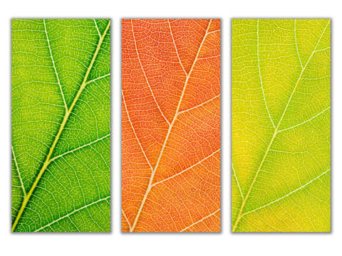 Autumn Leaves