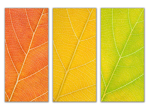 Autumn Leaves
