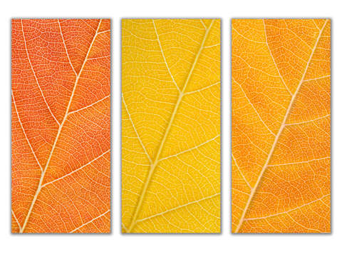 Autumn leaves 19