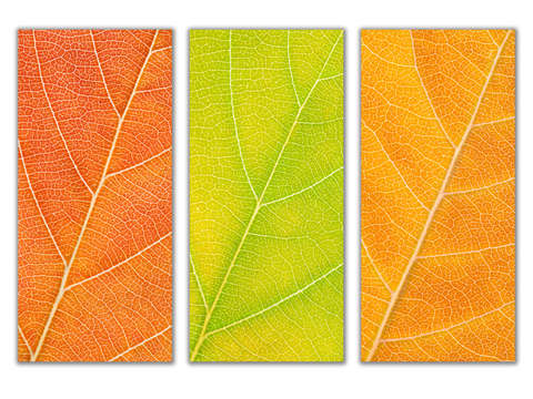 Autumn Leaves