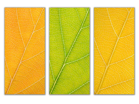 Autumn Leaves