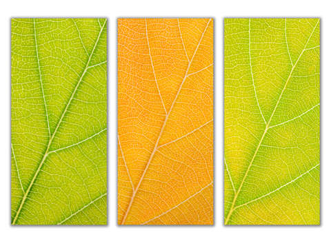 Autumn Leaves