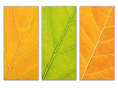 Autumn leaves 24