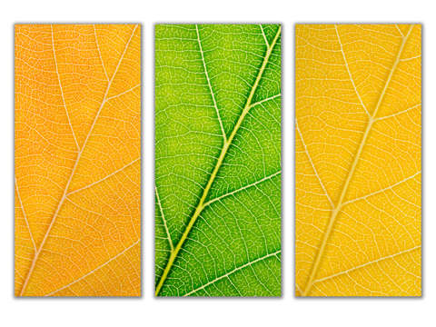 Autumn leaves 25